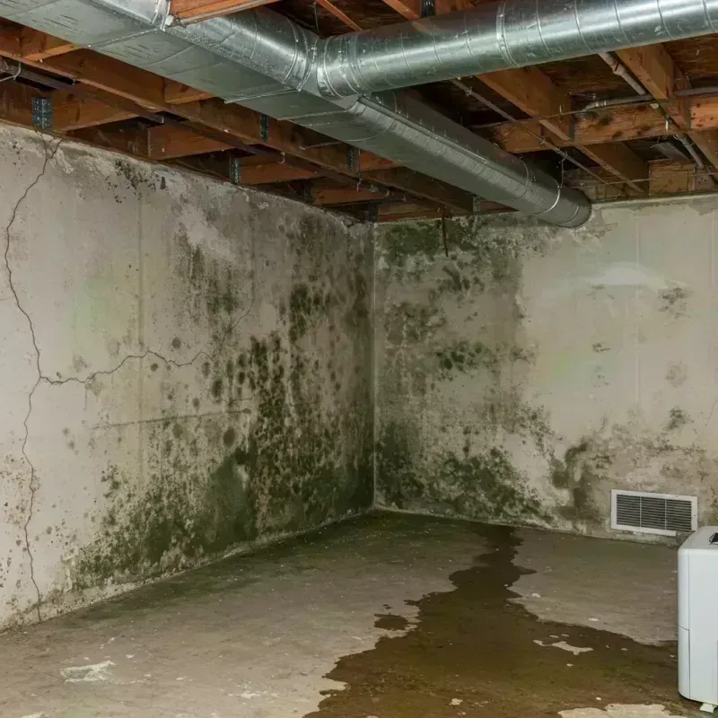 Professional Mold Removal in Bourbon County, KY